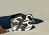 African Penguin Mating