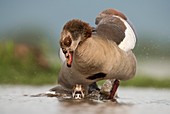 Egyptian geese mating