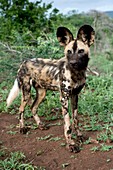 Juvenile African hunting dog