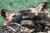 Juvenile African hunting dogs playing