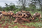 African hunting dogs with Warthog carcass