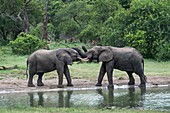 Young African elephant bulls greeting