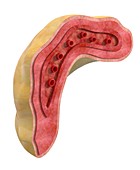 Adrenal gland, illustration