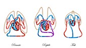 Primate, reptile and fish blood circulation, illustration