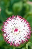 Bellis perennis 'Habanera White with Red Tips'