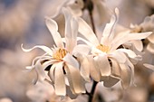 Royal star magnolia (Magnolia stellata) flowers