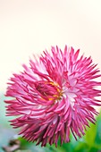 English daisy (Bellis perennis 'Habanera Red') in flower