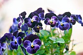 Viola 'Sorbet Phantom' in flower