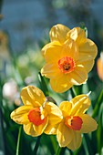 Large cupped narcissi (Narcissus 'Fortune') in flower