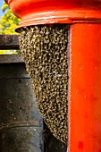 Swarming bees in a post box