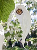 Bracteate flowers of Handkerchief Tree