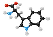 Tryptophan amino acid molecule