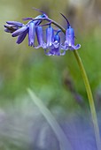 Bluebell (Hyacinthoides non-scriptus)