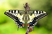Newly hatched swallowtail butterfly