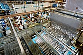 Sardine processing plant, Mexico