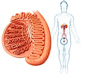 Male testis anatomy, illustration