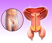 Male urinary system, illustration