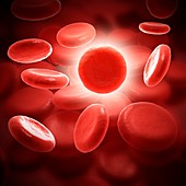 Red blood cells, illustration