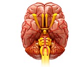 Human brain and arteries, illustration