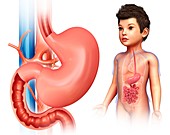 Child's stomach and intestines, illustration