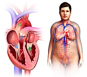 Female heart valves and anatomy, illustration