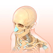 Human skeleton, illustration