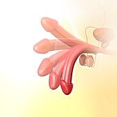 Penis erection, illustration