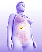 Female pancreas, illustration