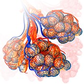 Alveoli and capillaries, illustration