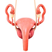 Female reproductive system, illustration