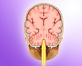 Human brain coronal section, illustration