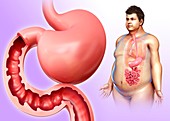 Male stomach and small intestine, illustration