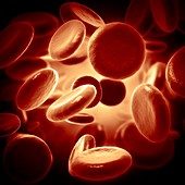 Red blood cells, illustration