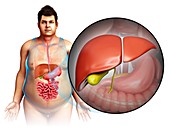 Male liver anatomy, illustration