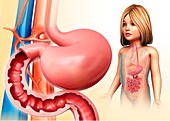 Child's stomach and duodenum, illustration