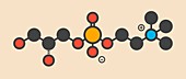 Alpha-GPC molecule