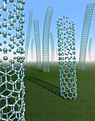 Carbon nanotubes growing in grassy plain