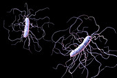 Clostridium difficile, illustration