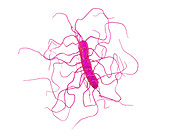 Clostridium difficile, illustration