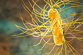E. coli bacteria, illustration