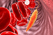 Leishmania protozoa in blood, illustration