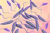 Leishmania parasitic protozoa, illustration