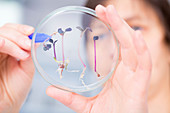 Scientist examining plants in a petri dish