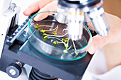 Plants in petri dish under microscope