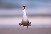 Common tern