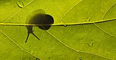 Snail on a leaf