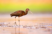 Glossy Ibis