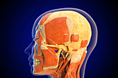 Human facial muscles, illustration