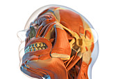 Human facial muscles, illustration