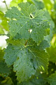 Weinblätter mit Wassertropfen